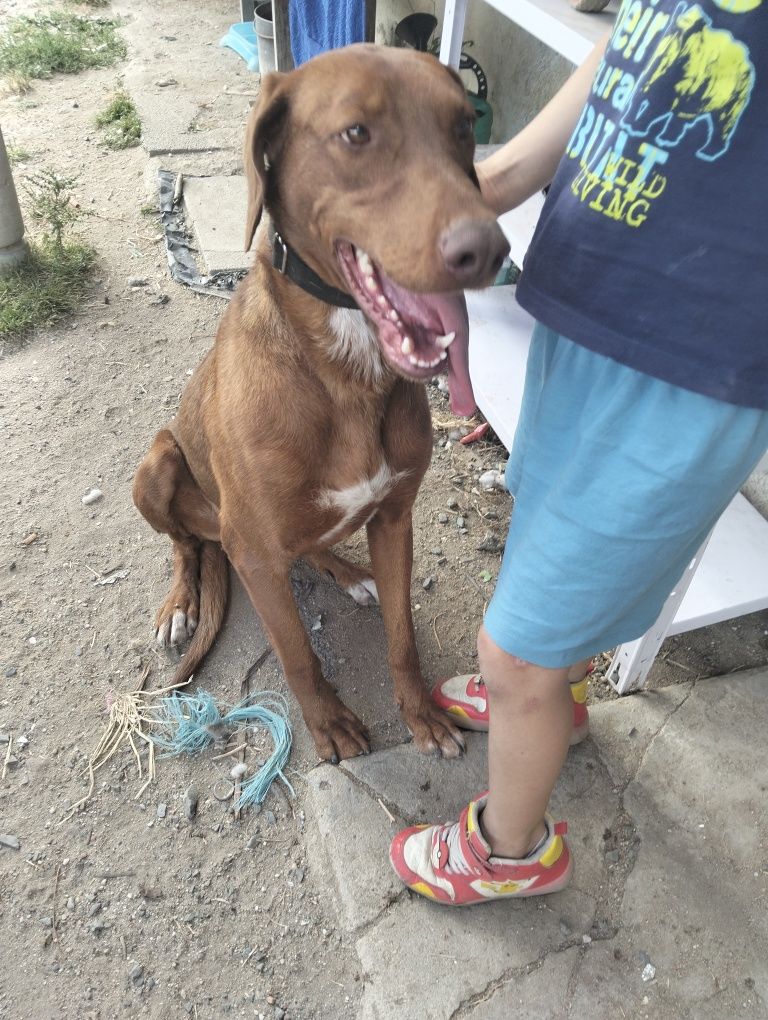 Dou cão arraçado de Dobermann com leão da Rodésia