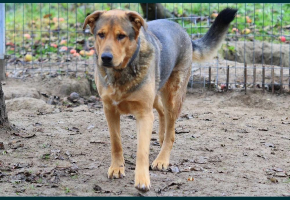 30 kg psiej miłości