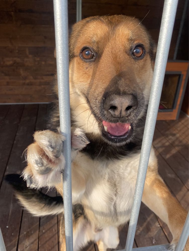 Berni pies w typie owczarka niemieckiego do adopcji Kalisz Wrocław