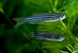 Danio pręgowane, lamparcie i kolorowe