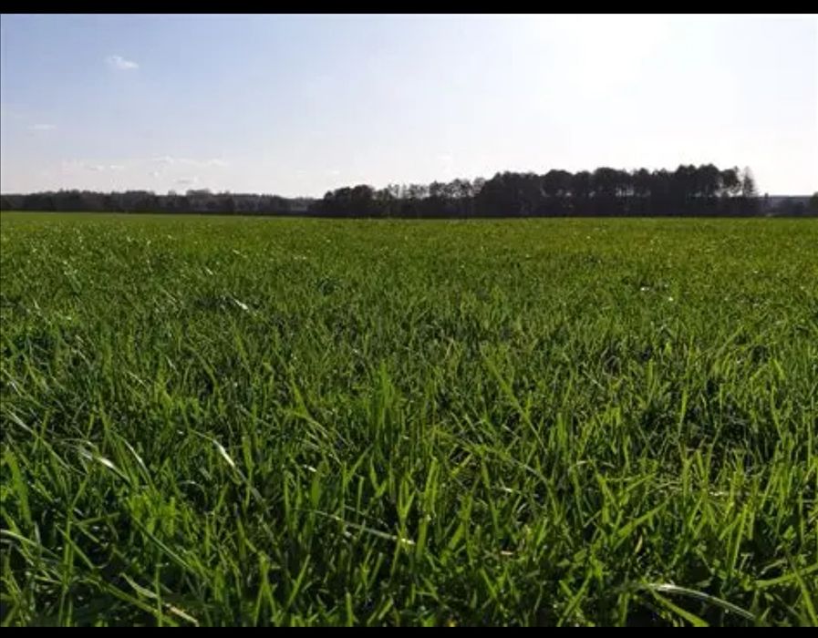 Pielęgnacje trawników