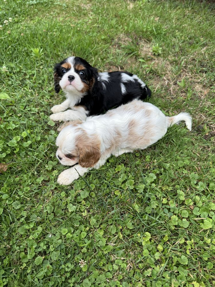 Piękny Piesek Cavalier Tricolor Chip,Książeczka,Rodowód,Wyprawka!!