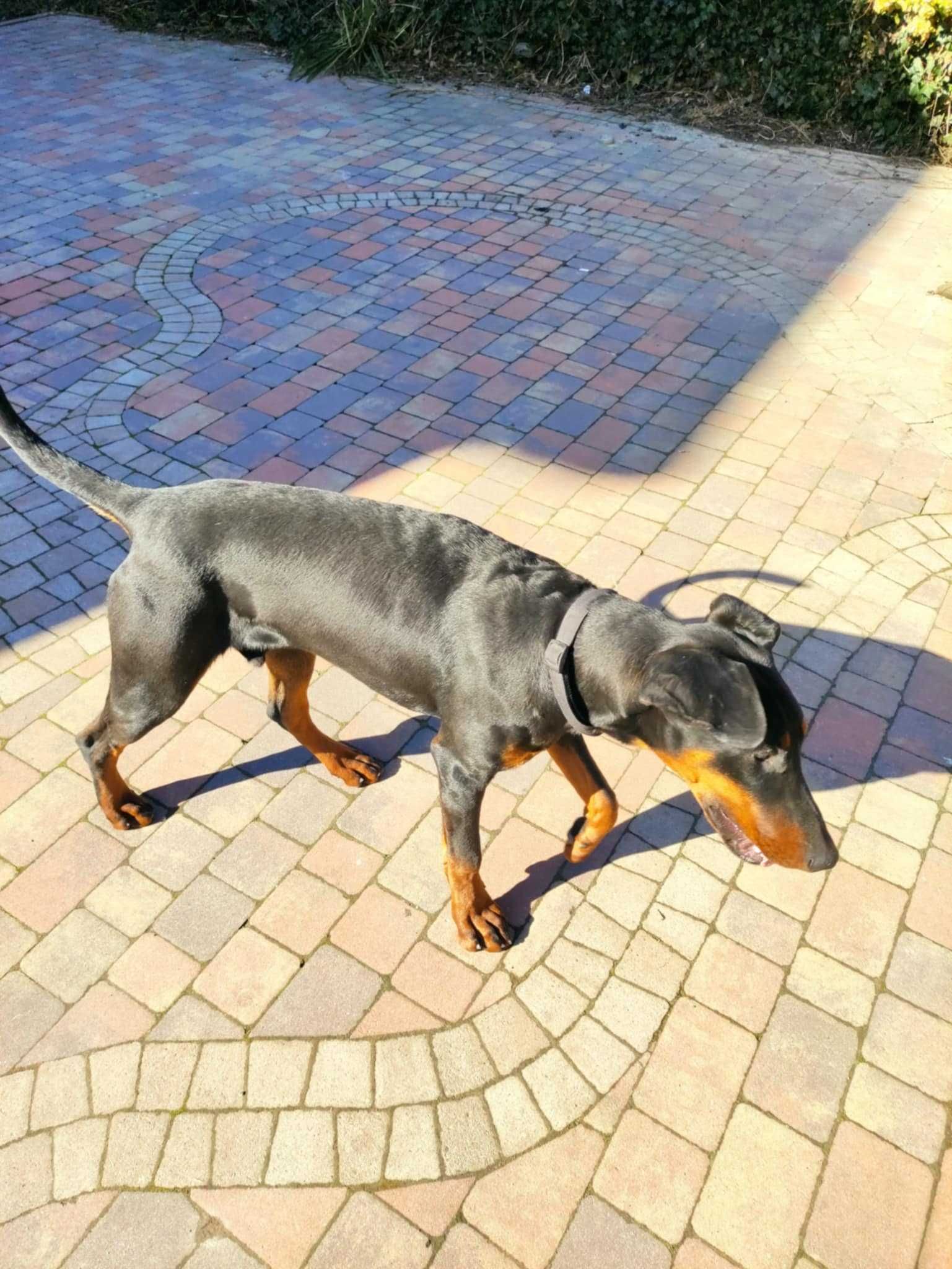 Pies doberman szczeniak