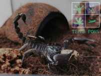 H. petersii Skorpion