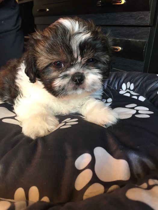 Piesek shih tzu samiec tricolor z rodowodem