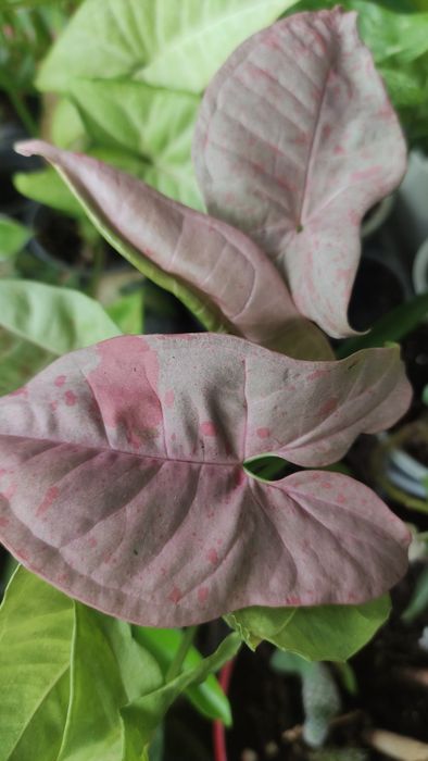 Сингониум сінгоніум   rasamee nag манго  mango pink spot конфетті