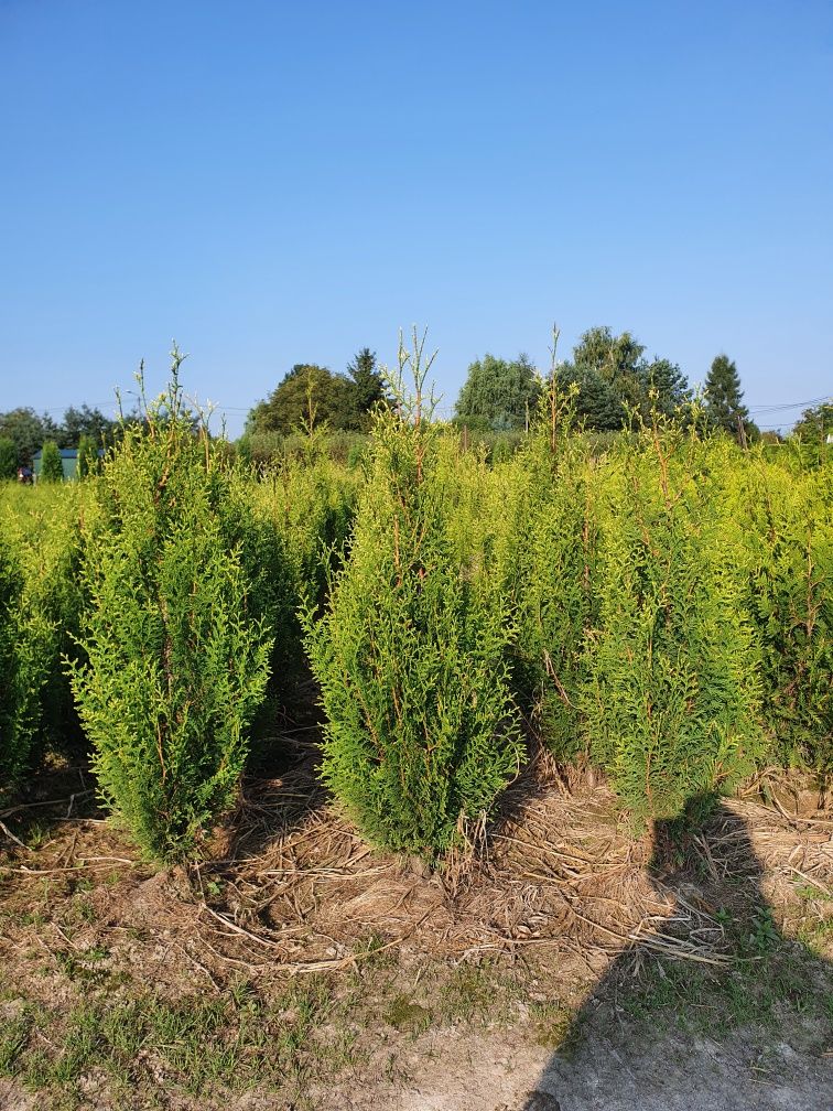 Tuja Aureospicata Złotokończysta 130cm