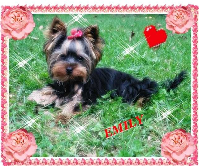 York,yorkshire terrier!ELITARNE MICRO CUDEŃKO,PIESEK 1,30kg -dla VIP!