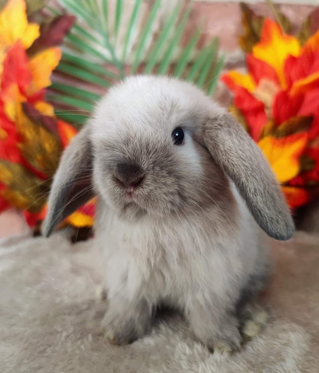 Piękne Mini Lopki - hodowla króliczków Mini Lop-BunnyPlace zaprasza