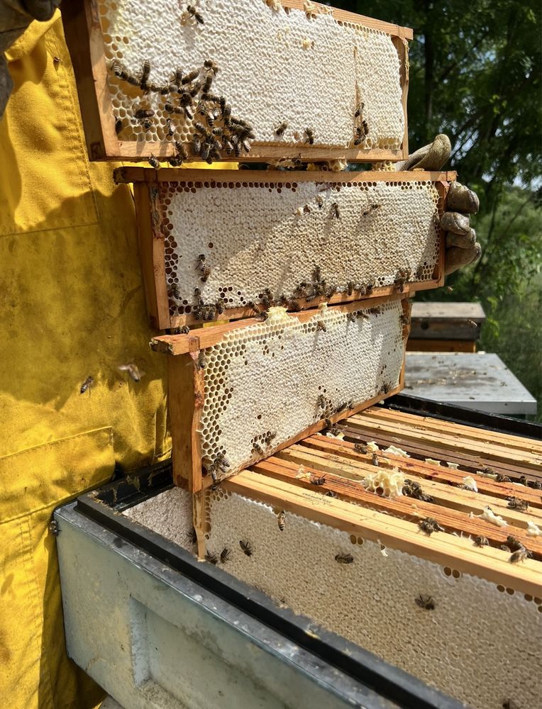 miód akacjowy świeży naturalny miód tegoroczny rodziny pszczele