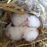 Króliczki miniaturki Teddy Mini Lop Rex Hermelin Niebieskioki