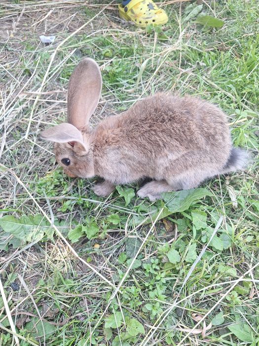Sprzedam kroliki mięsne
