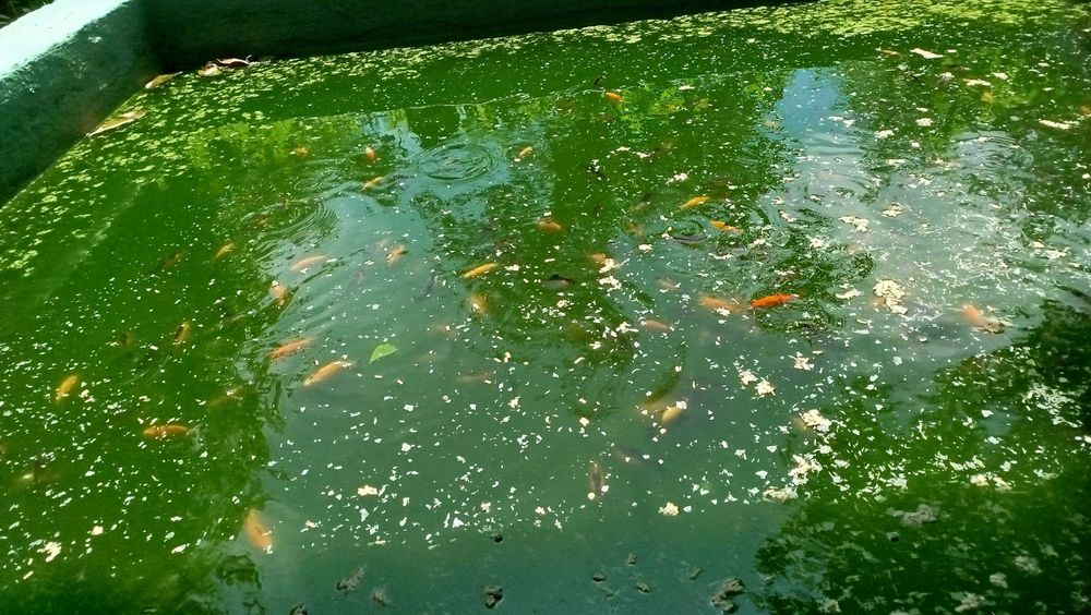 Peixes de aquário ou lago