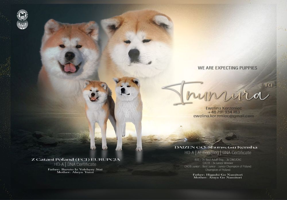Akita inu akita japońska suczka szczeniak ZKWP gotowa do odbioru