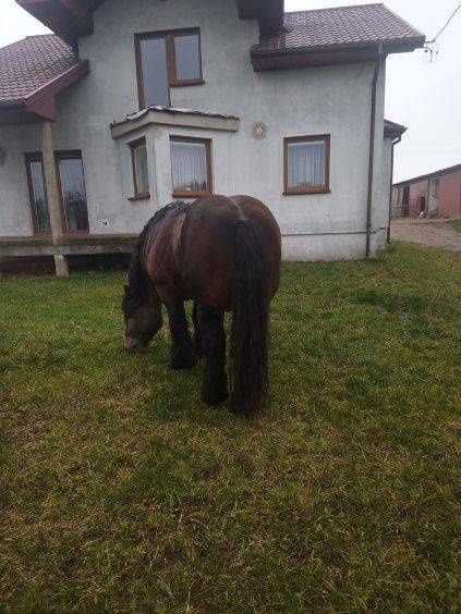 Koń ogier zimnokrwisty