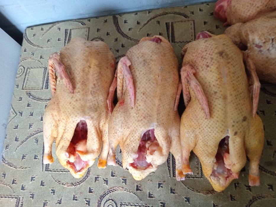 Продам тушки уток,гусей.