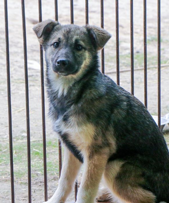 Молодая девочка в поиске дома