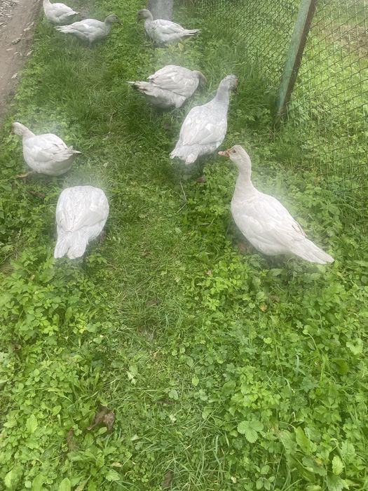 Качки шипуни лавандові, вік 6 місяців