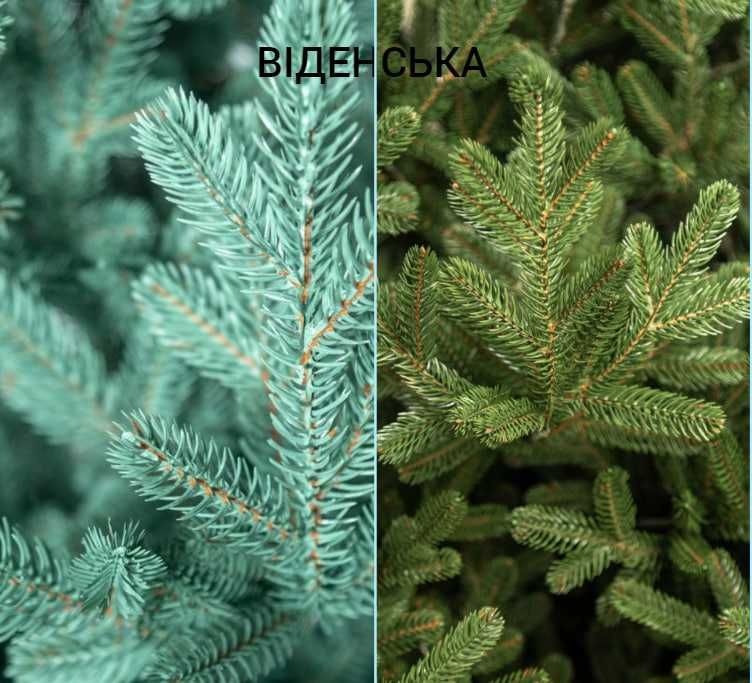 Ялинка лита Віденська 1.5-3.0