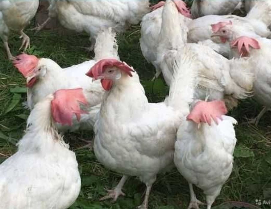 Легорн несушки куры