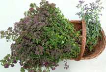 Sauna #zioła #zdrowie #oregano