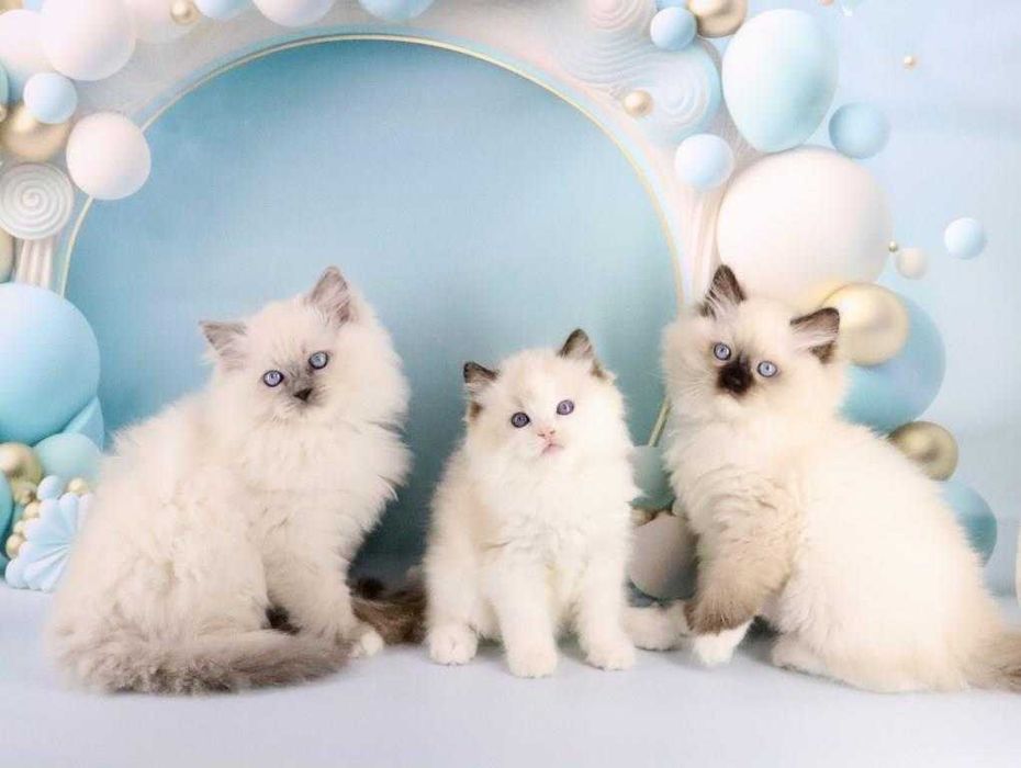 Файні, чемні, охайні, ласкаві кошенята породи Ragdoll