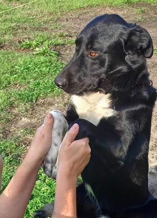 Oddam PIESKA w dobre ręce