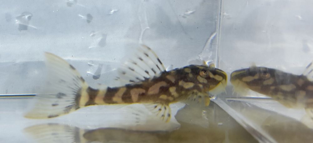 Scobinancistrus raonii L82 Opal Spot Pleco