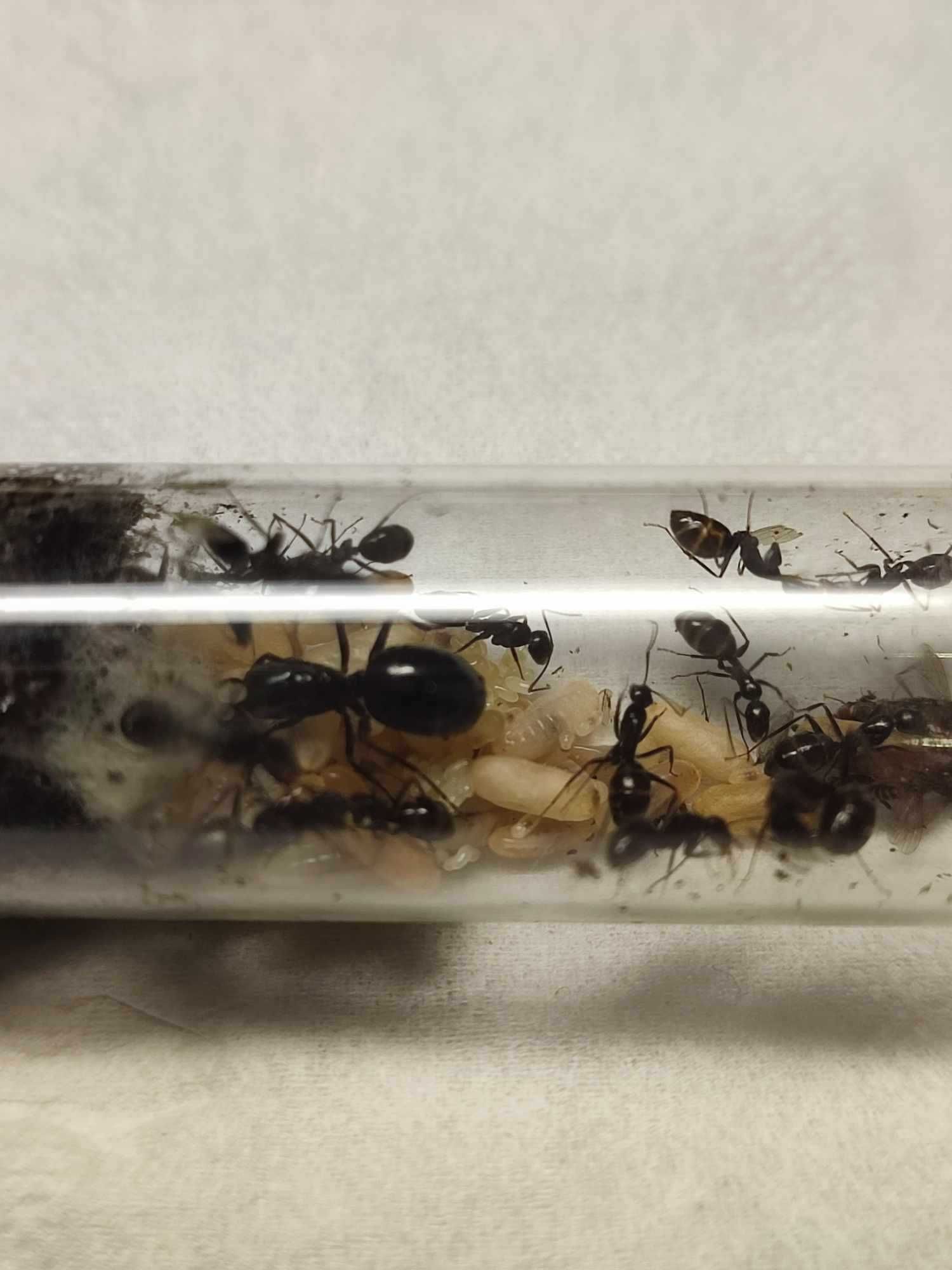 Camponotus aethiops mrówki królowa + 35w
