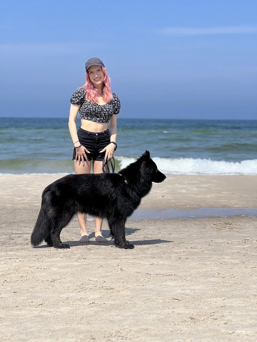 Owczarek Niemiecki Długowłosy - szczenię umaszczenie CZARNE