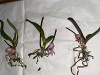 Орхідея реанімашка, сортова орхидея