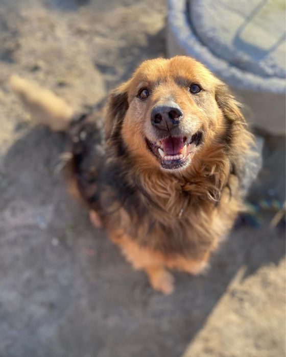 Amper, piękny i kochany piesek średniej wielkości