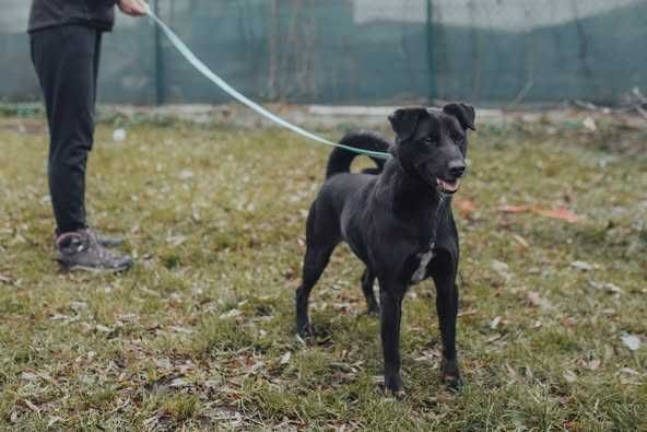 Batman - pies do adopcji dla lubiących wyzwania