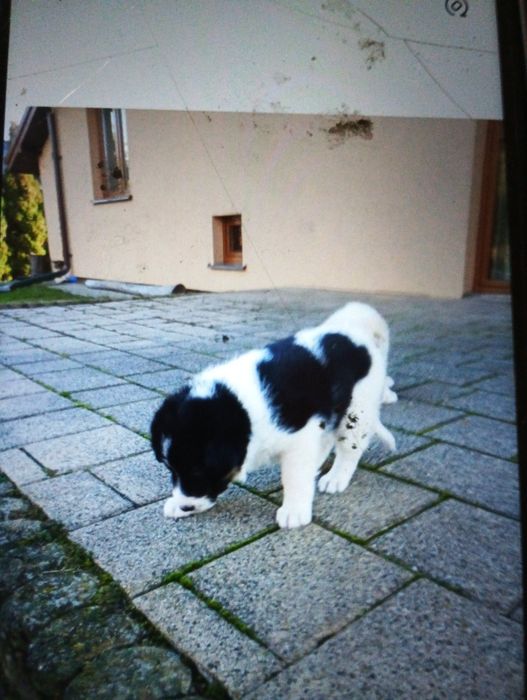 Oddam szczeniaka 7 tygodniowego w dobre ręce (odrobaczony)