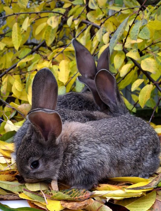 Продаж  кроликів