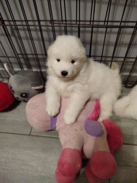 Samoyed suczka szuka domu