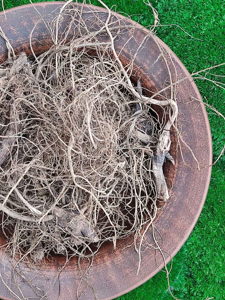 Корінь ехінацеї , корень ехинацеи, ехінацея