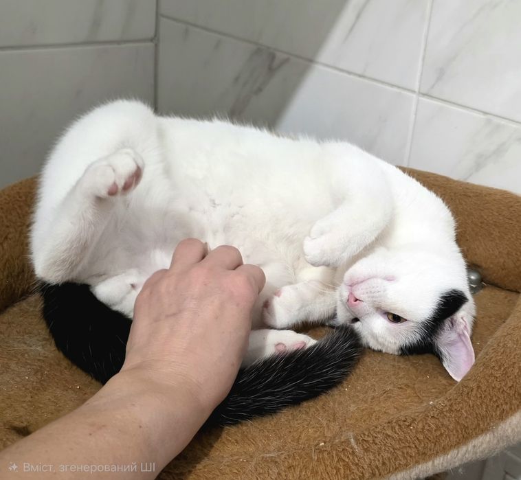 Зефір 7 міс. в добрі руки