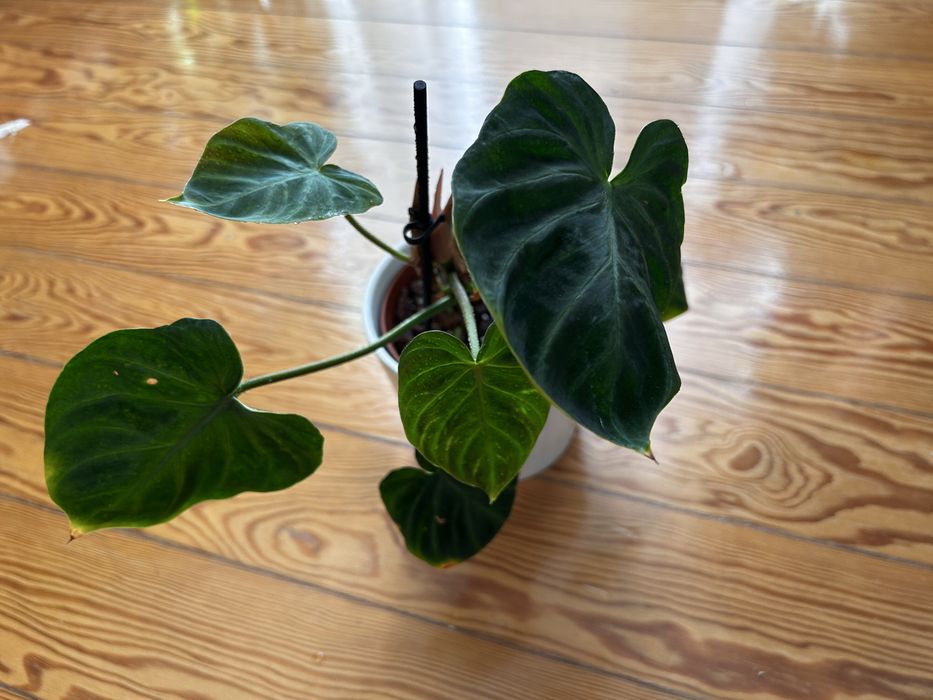 Philodendron Verrucosum