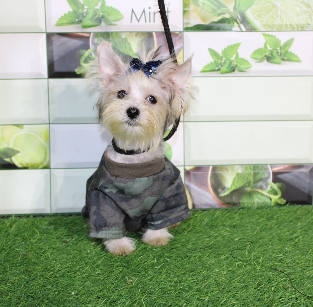 Biewer Yorkshire Terrier miniaturowy piesek
