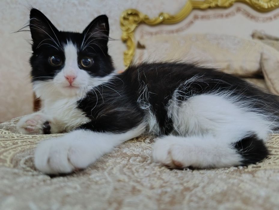 Віддам кота у добрі руки, безкоштовно!