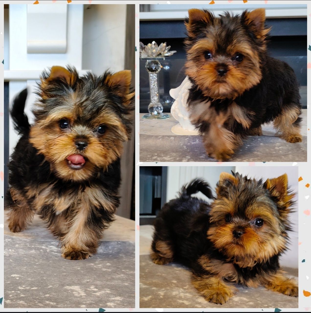 Chłopczyk piesek York Yorkshire Terrier FCI ZKwP