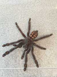 Psalmopoeus irminia podrostki