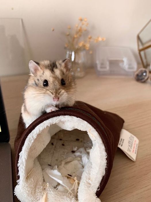 Хомячки Джунгарские бурундучки