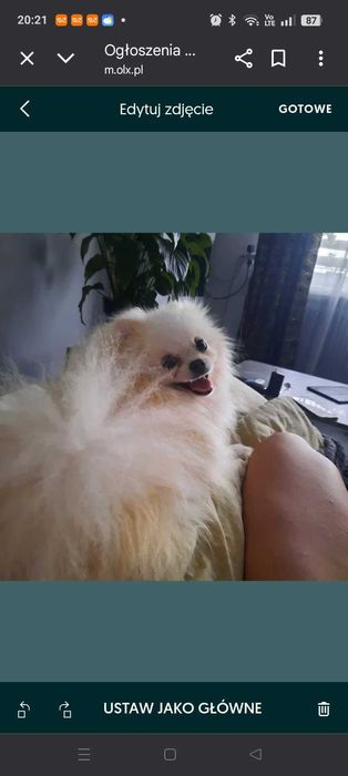 Suczka szpic miniaturowy/ pomeranian