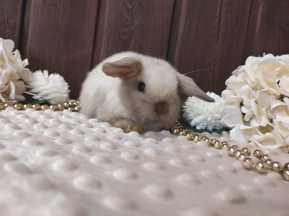 Mini Lopki z WYPRAWKĄ I KSIĄŻECZKĄ Śliczne Malutkie Króliczki