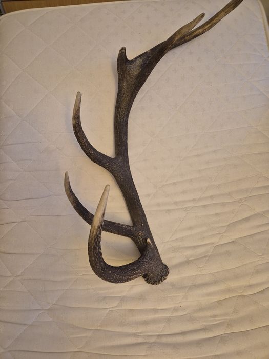 Poroże jelenia 80 cm