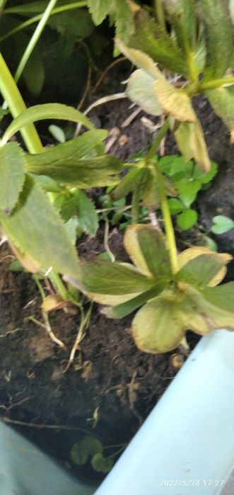 Кусты морозника лекарственного