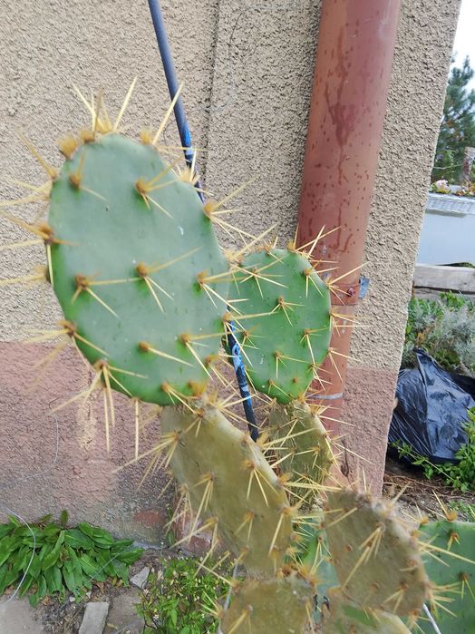 Opuncja figowa 50 cm dorodna