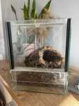 terrarium dla pająka